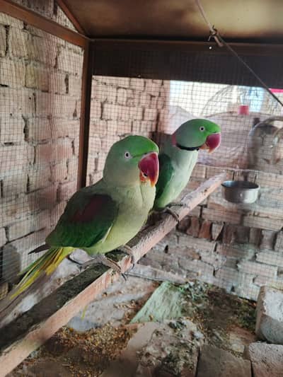 toti bolti hy tota nh bolta