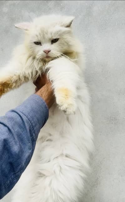 Persian male and female for sale