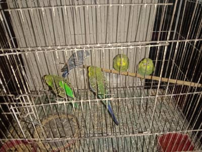4 budgie for sale