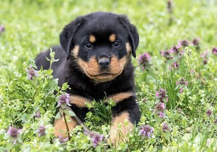 Rottweiler for sale high quality puppy 03091455390
