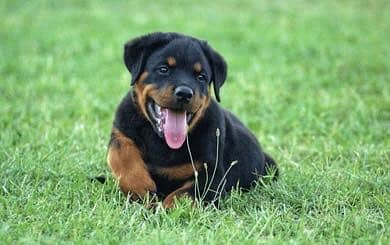 Rottweiler for sale high quality puppy 03091455390 - Dogs - 1112401391