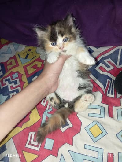 price. 12000 full Persian bread 3 coat 03241702709