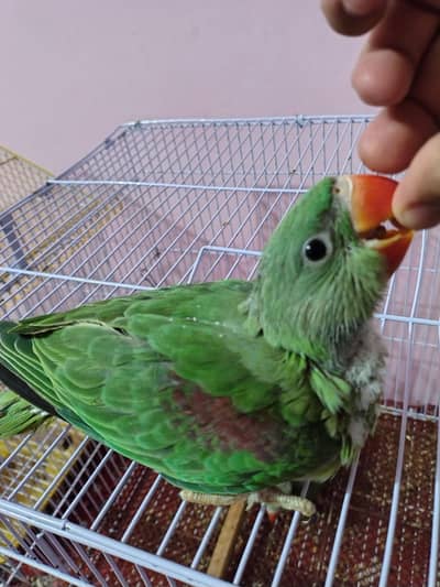 Raw Jambo Size Self Baby