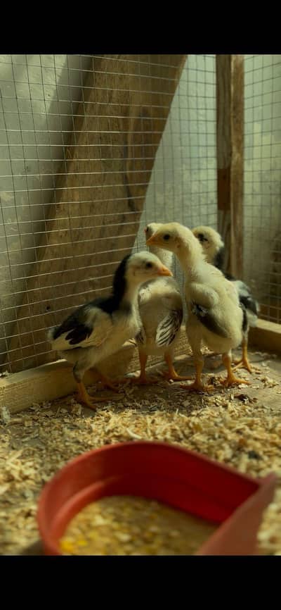 aseel chicks