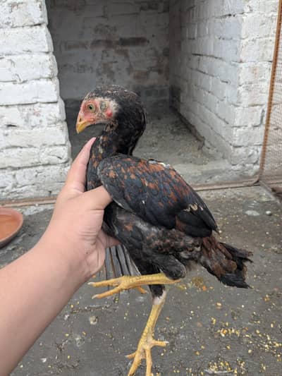 lakha pair healthy chicks