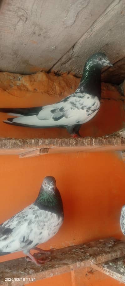 pigeon pair white eyes