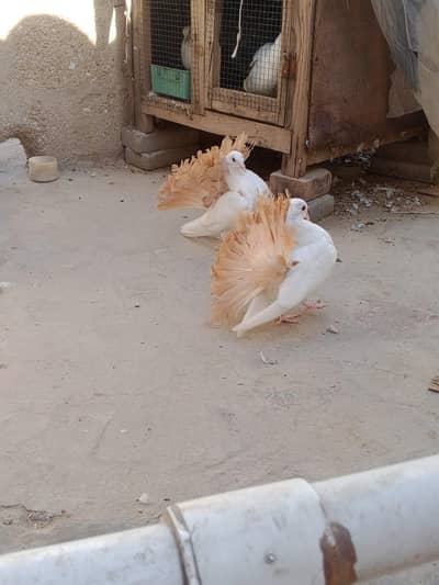 top quality yellow tail laka available for