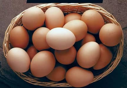 Lohman brown Fertile eggs