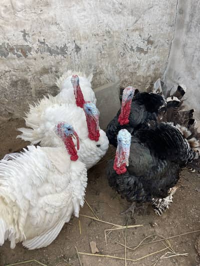 Turkey Bird Male Availble Full Adult Breedar