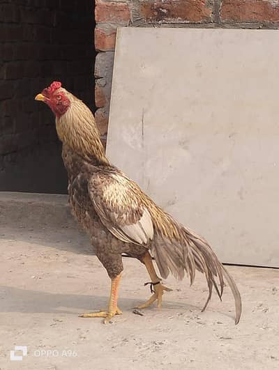 slata pila ptha03053391036