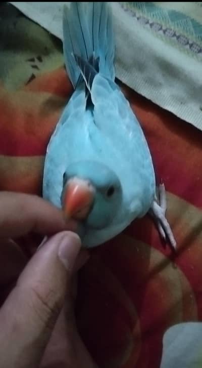 Blue Parrot  Jambo Size Chick