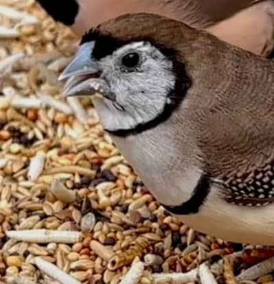 Owl finch breeder female require