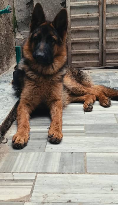 German Shepherd double coat male puppy available 5 month age for sale
