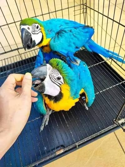 blue and gold macaw chicks for sale age 3 month