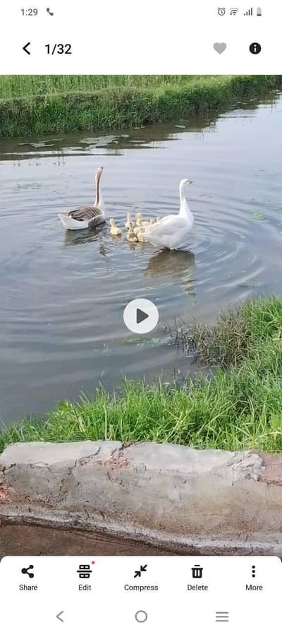 long neck duck chick 