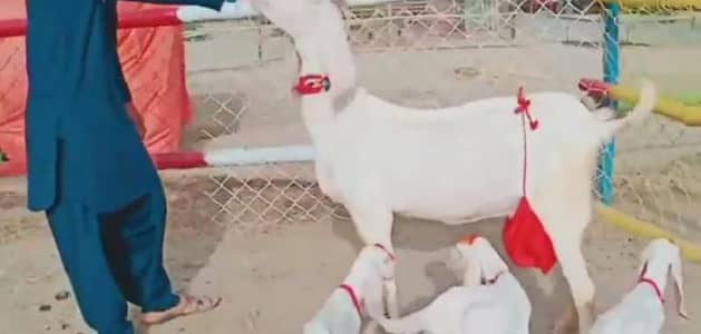 3 Bacchon Ka Sath Desi Bakri For Sale call me 03425820107