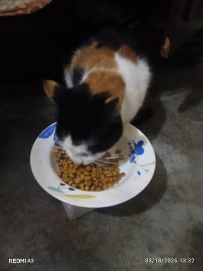 Persian cat double coat