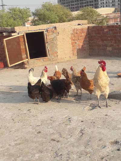 golden misri murgia ghar ki Pali hovi 13 murgia ha unde de rahe ha