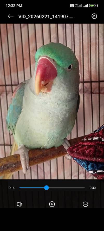 raw parrot toking boarder par for sell 