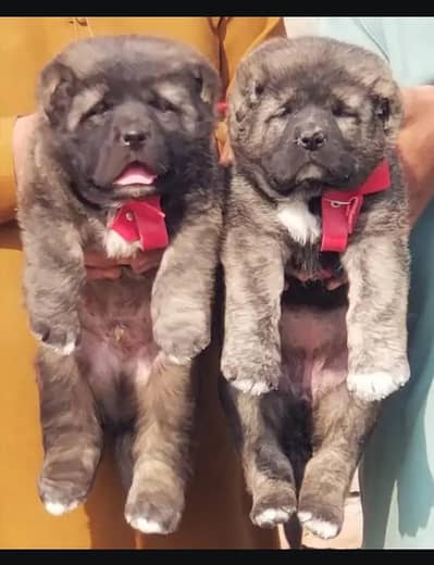 argunt sale full active 