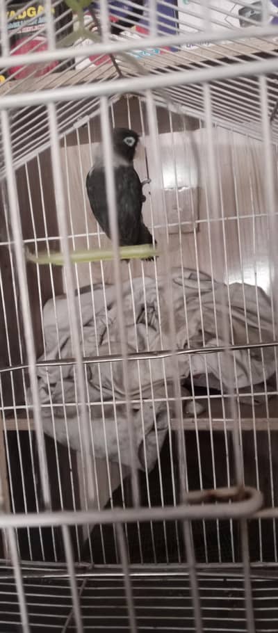 black muve love bird male