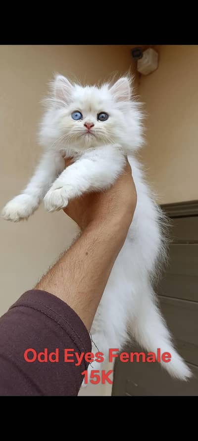 High Quality Persian Kittens for Sale (03003285107)