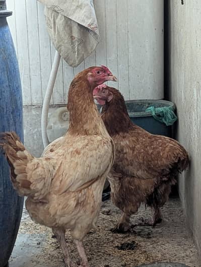 Aseel aur golden buff