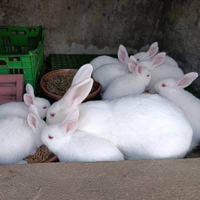 New Zealand White Rabbits for Sale – Breeder Pair & Babies Available