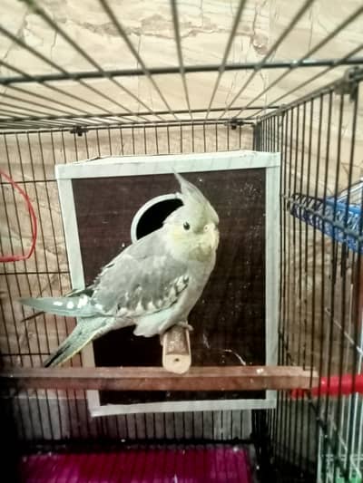 I sell my cocktail parrot one Pair and one female you buy my parrot