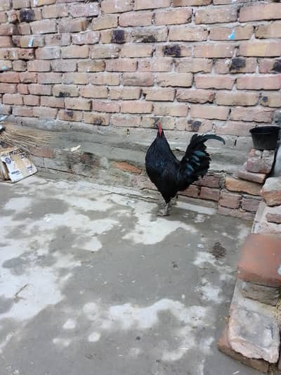 Australorp Rooster For Sale Rs:3500