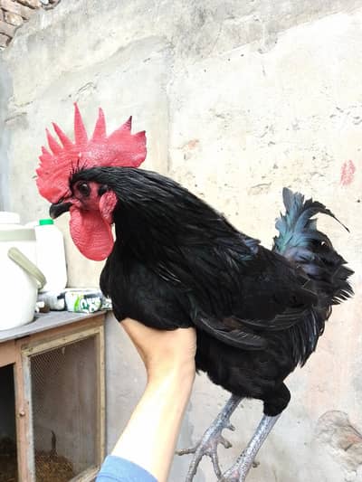 Australorp Rooster For Sale Rs:3500