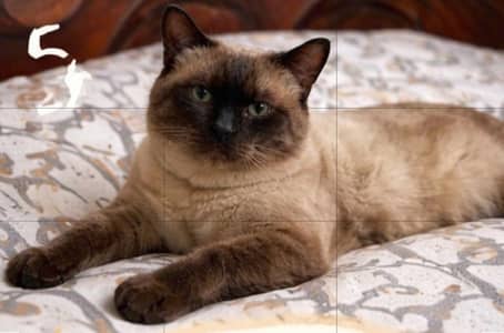 siamase beautiful male