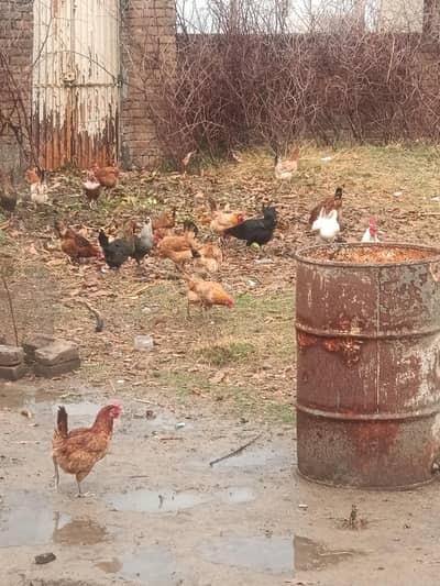 1500 per pice andy dyti hen