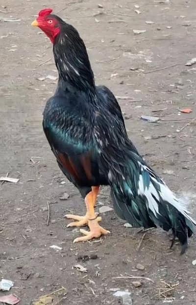 aseel chickwhatshapp 03099609835