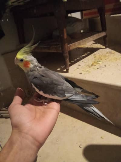 Grey Cockatiel Male