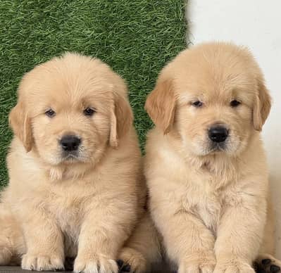 golden retriever puppies 923145176416