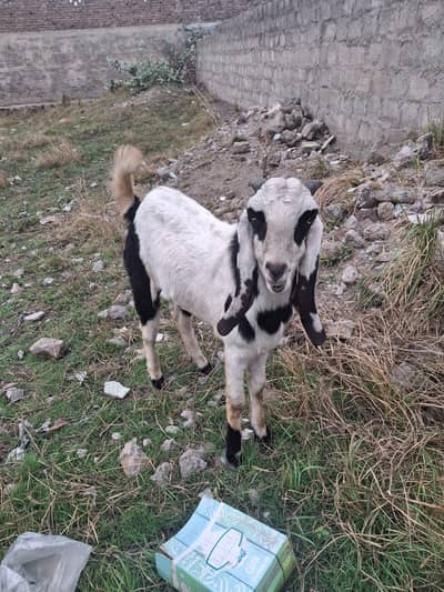 خالص بیٹل نسل کا گھر کا پالا ہوا خوبصورت اور تندرست بکرا برائے فروخت