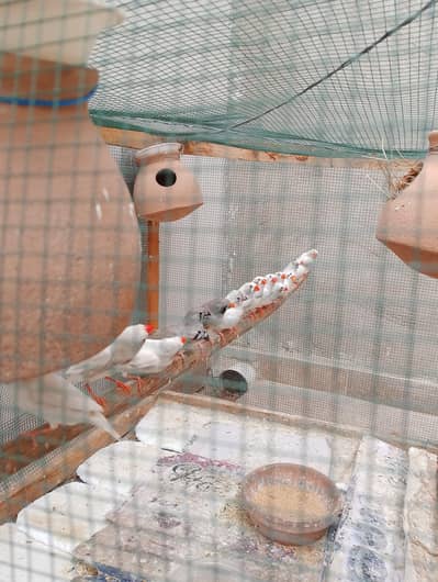Finches 10 Breader Pairs for sale