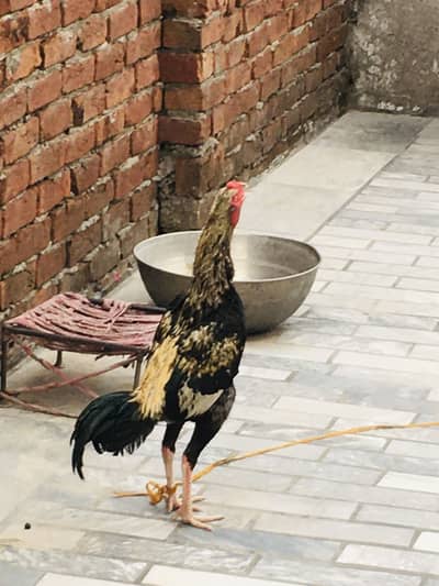 Asslamualikum patha ha