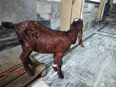 Nagra beeta kid for sale