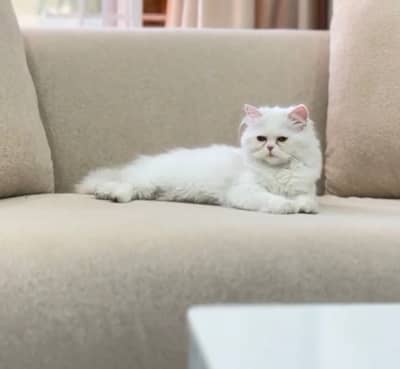 persian kitten | peki/piki | bicolor | punch face|white kittens triple