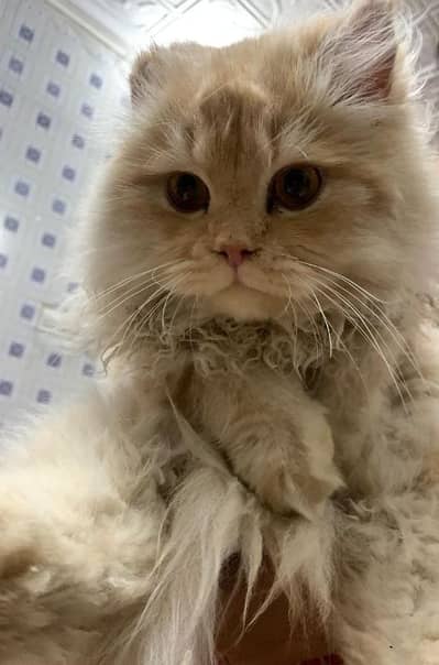 PERSIAN HIGH QUALITY CATS