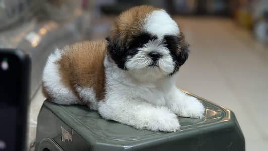 Shihtzu puppies for sale