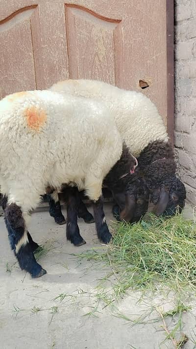 Mundra Males, Qurabni waly