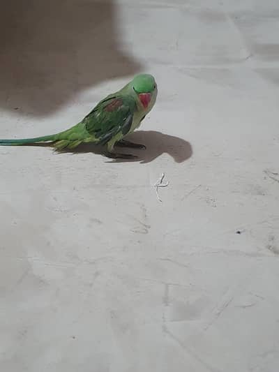 healthy ha sab kuch kha leta ha seeti Marta thora thora bolta ha