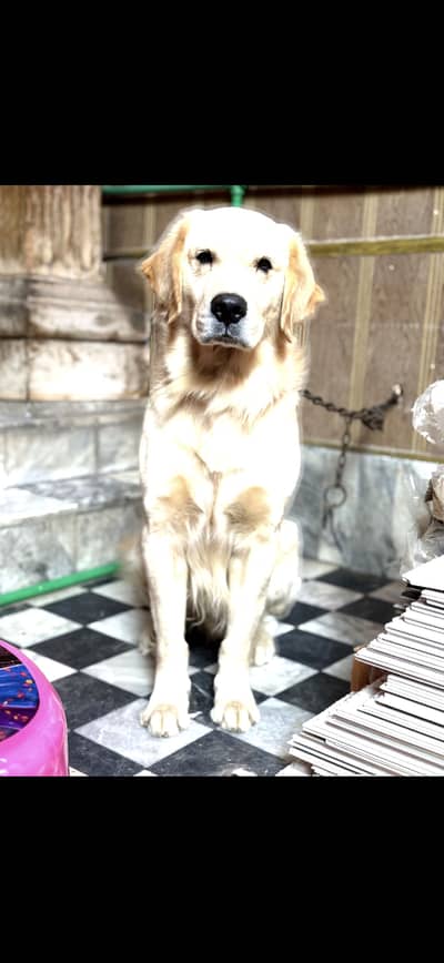 Golden Retriever pedigree male