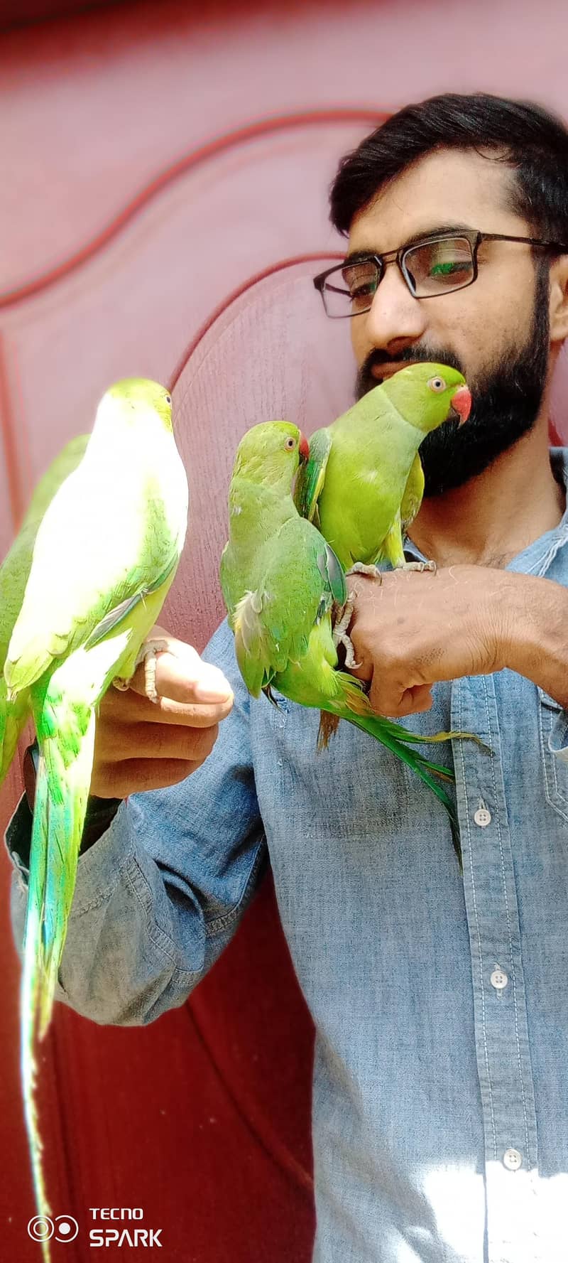 2 pear total 4x - Parrots - 1112402677