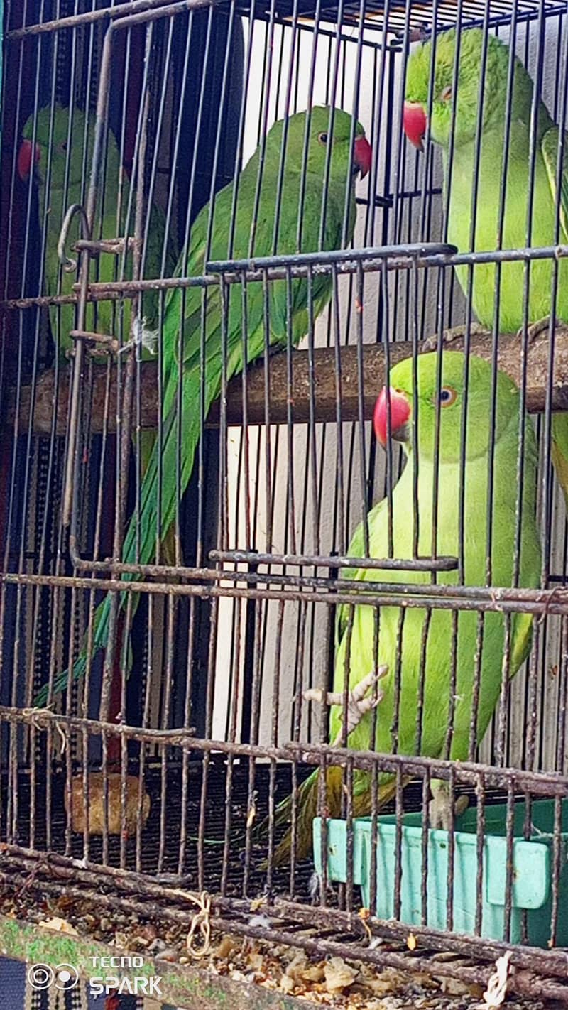 2 pear total 4x - Parrots - 1112402677
