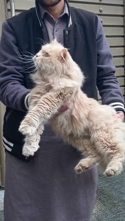 Persian cat