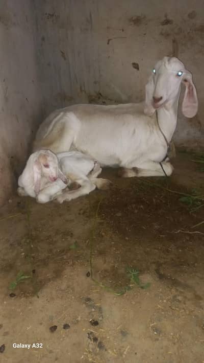 gulabi bakri for sale 1 male kid